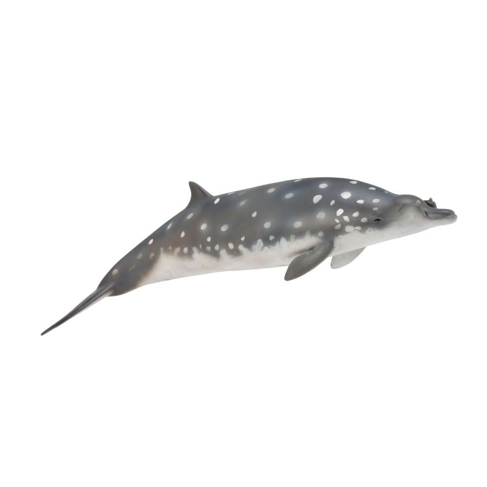 Blainville'S Beaked Whale