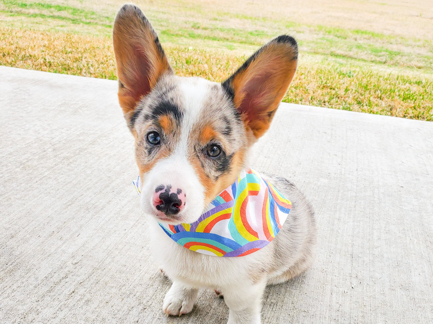 "Daddy's Girl" Dog Bandana