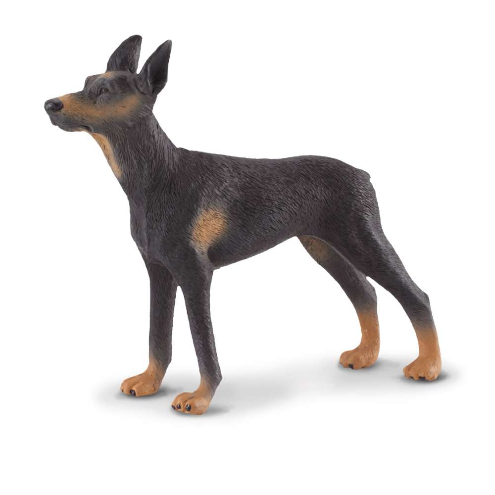 Doberman Pinscher