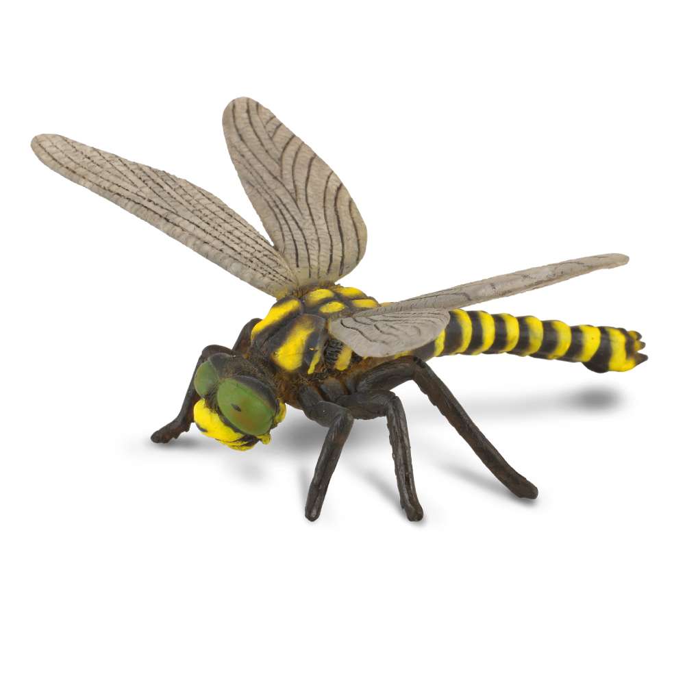 Golden Ringed Dragonfly
