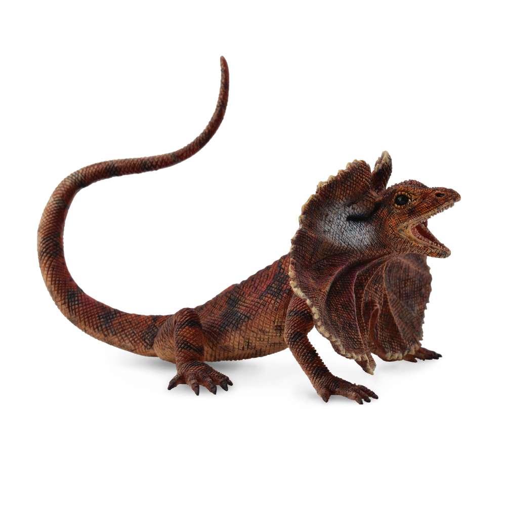 Frill Necked Lizard