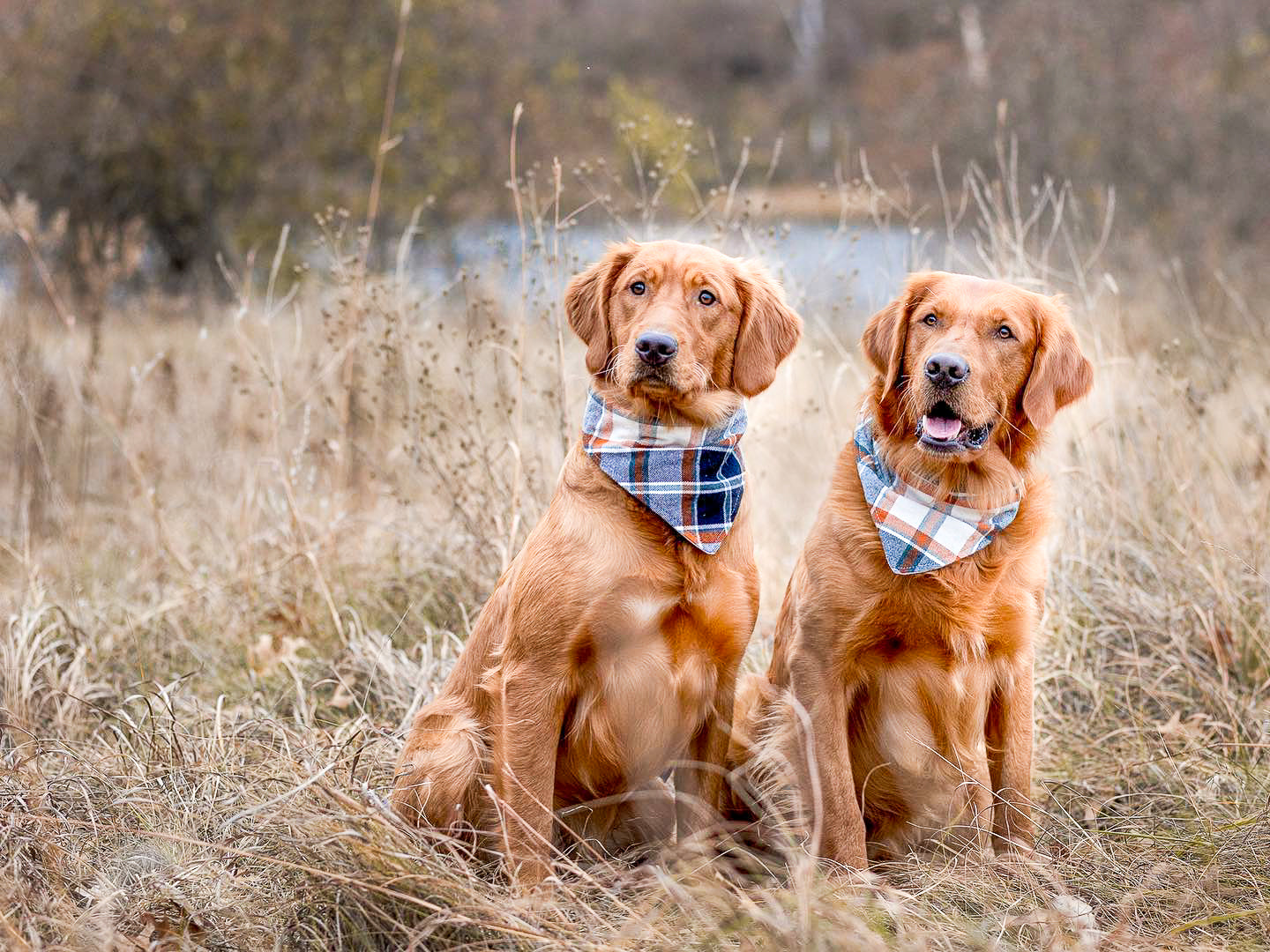 "Classic Bandana" Dog Bandana